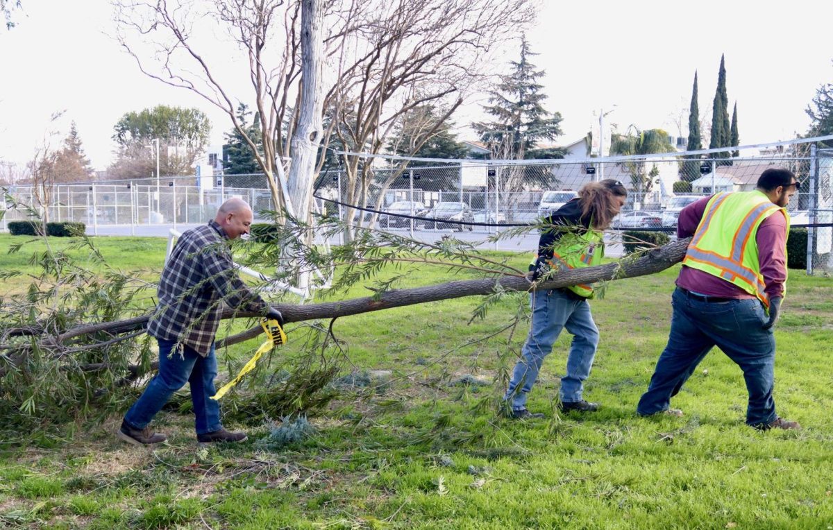 Plant Manager Salvador Rivas and Los Angeles Unified School District landscapers remove a branch from the grove on Jan. 8. When high-speed winds caused it to fall, Rivas and the landscrapers cleared it from becoming a hazard. 